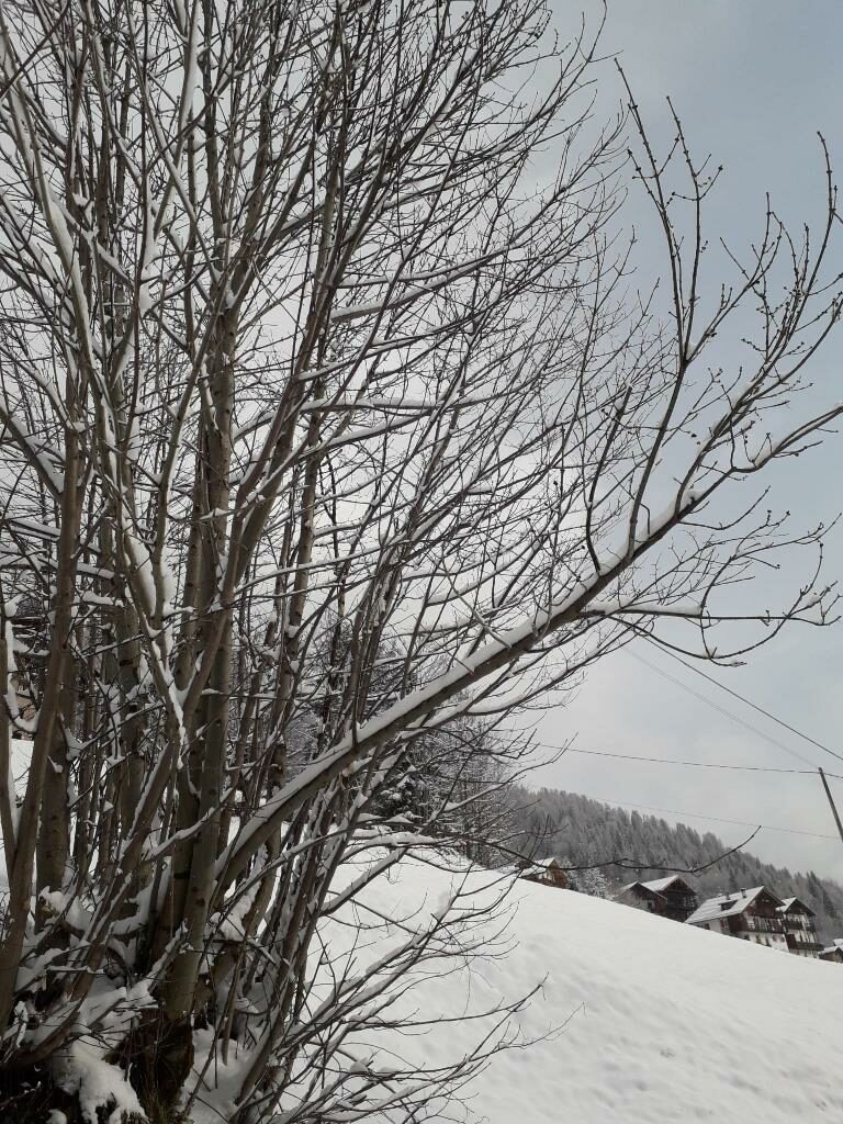 neve falcade dolomiti belluno veneto (6)