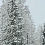 Maltempo Lombardia, torna l’inverno in Valtellina e Valchiavenna: neve a bassa quota, alcuni passi alpini chiusi [FOTO]