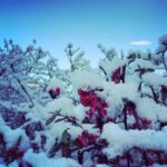 Maltempo Umbria, torna la neve fino in collina: imbiancati Castelluccio, Norcia e Cascia [FOTO]