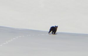 orso velino