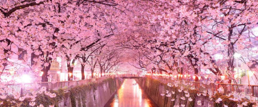 sakura