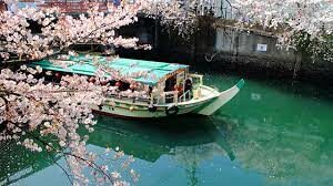 sakura crociera