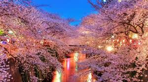 sakura tramonto