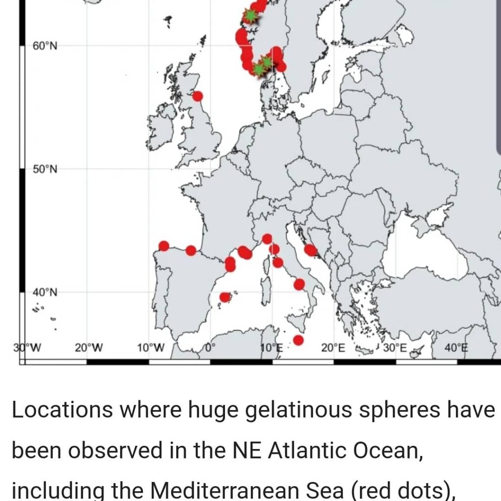sfera gelatinosa punta campanella