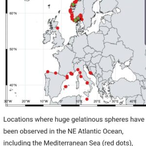 sfera gelatinosa punta campanella