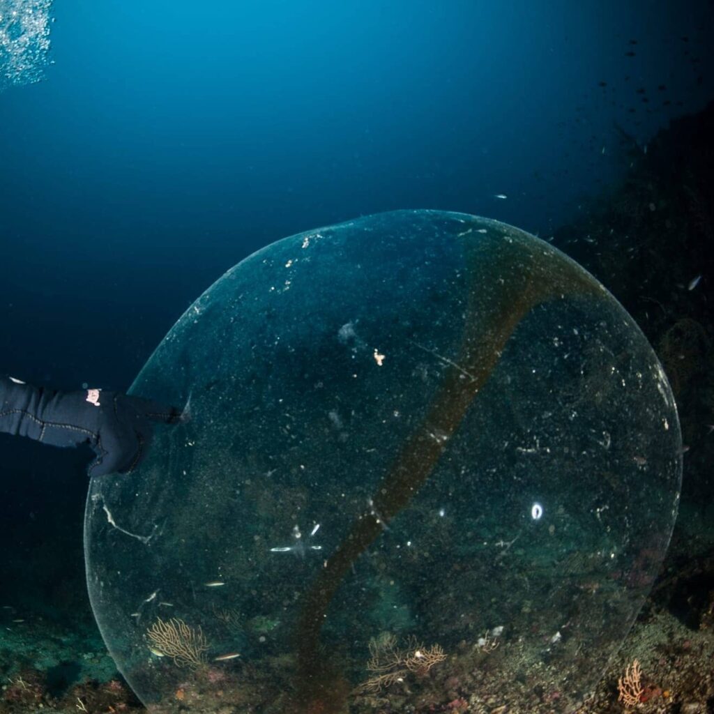 sfera gelatinosa punta campanella