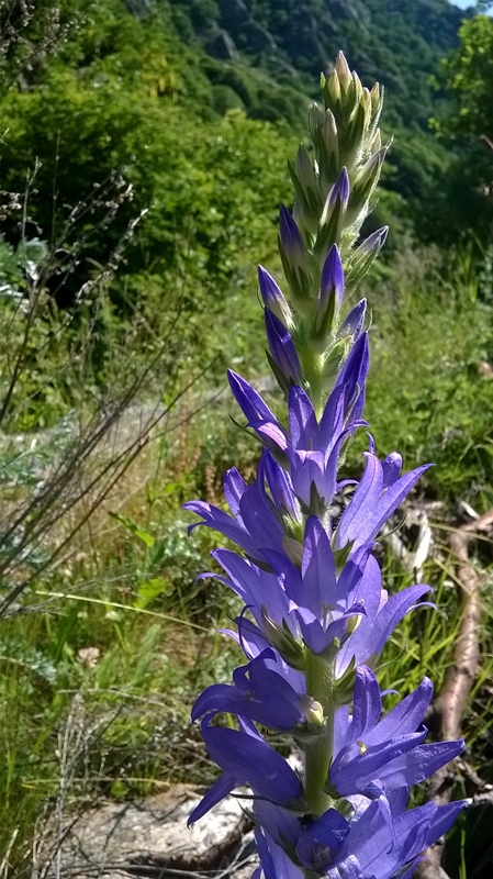 Campanula spicata