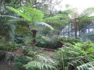 Felceto e serra tropicale orto botanico messina