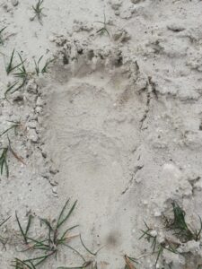 Impronta orso Lucito