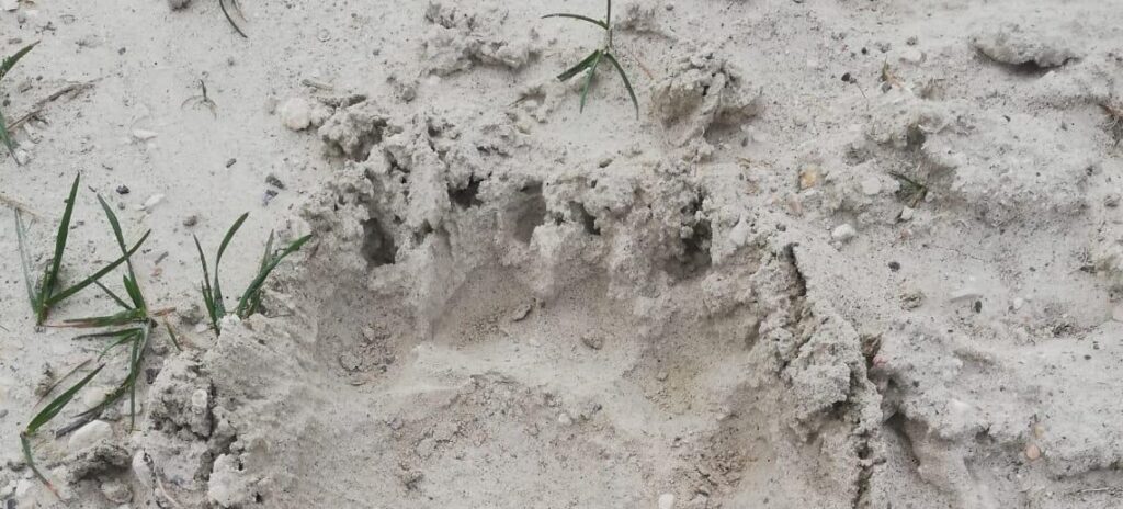 Impronta orso Lucito