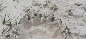 Impronta orso Lucito