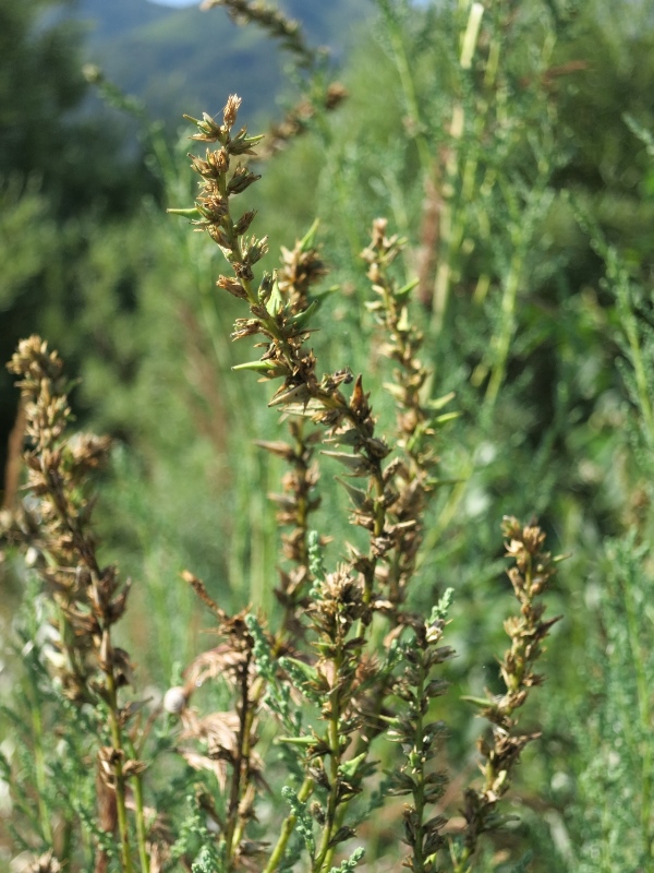 Myricaria germanica