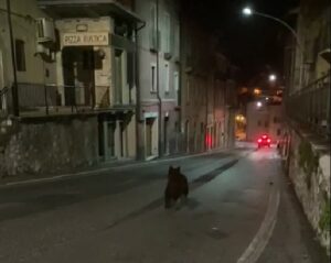 Orso Celano