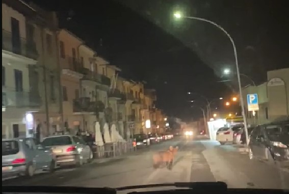 Orso Celano