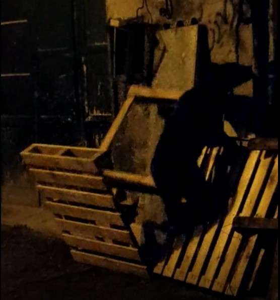 Orso Celano