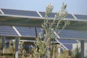 Agrivoltaico
