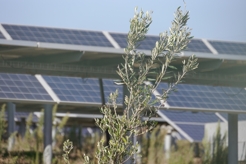 Agrivoltaico