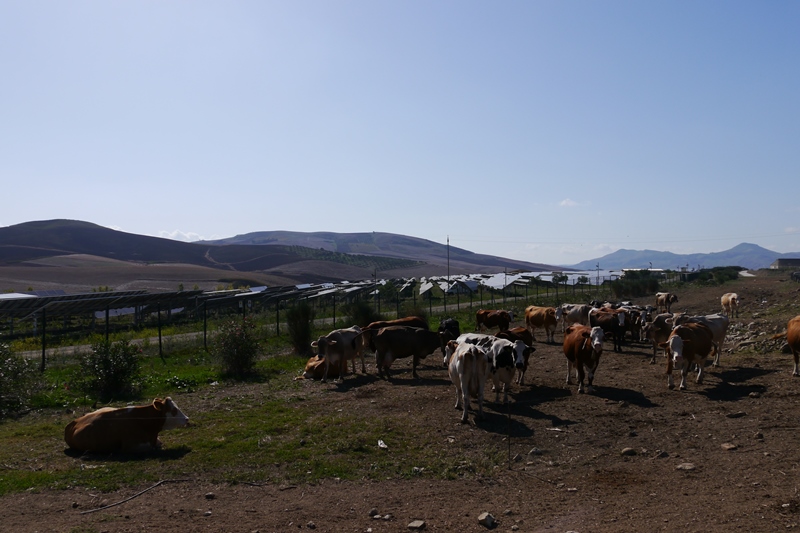 Agrivoltaico