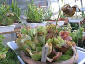 Sarracenia purpurea orto botanico messina