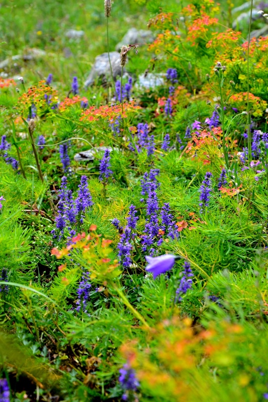 Veronica allionii