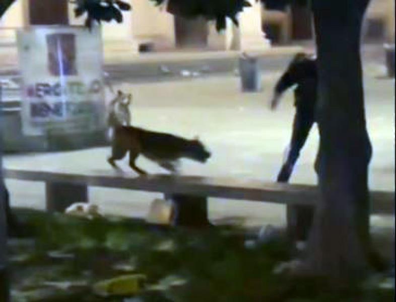 carabiniere spara cane