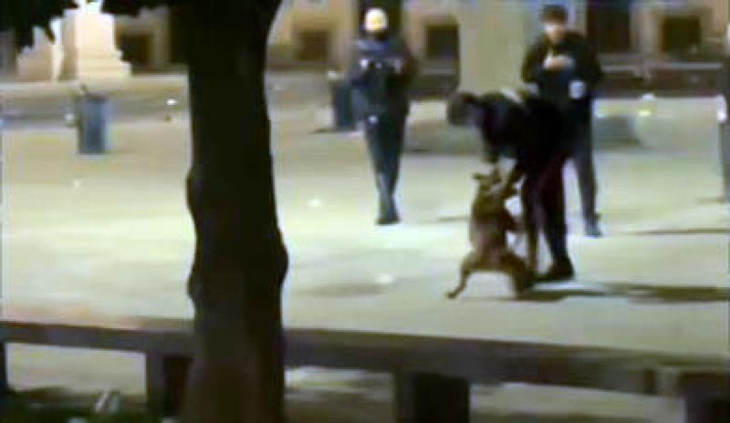 carabiniere spara cane