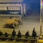 Branco di elefanti irrompe in città dopo un viaggio di 400km: a spasso per le strade di Yuxi, residenti evacuati in Cina [FOTO e VIDEO]