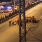 Branco di elefanti irrompe in città dopo un viaggio di 400km: a spasso per le strade di Yuxi, residenti evacuati in Cina [FOTO e VIDEO]