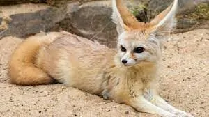 fennec volpe deserto