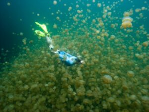 immersione jellyfish lake