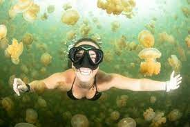 jellyfish lake