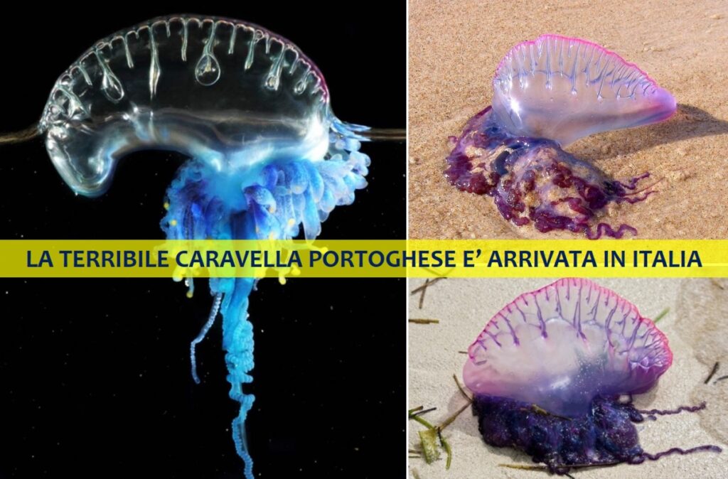 la caravella portoghese è arrivata in italia