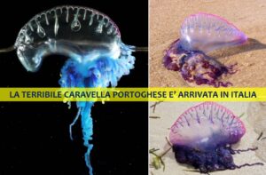 la caravella portoghese è arrivata in italia