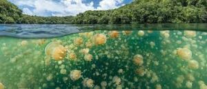 lago-meduse-dorate