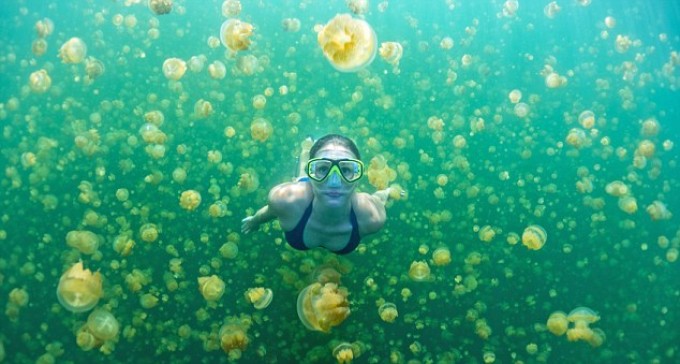 lago meduse d'oro