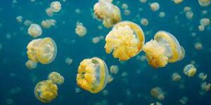meduse dorate