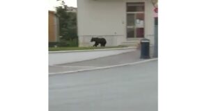 orso pescina