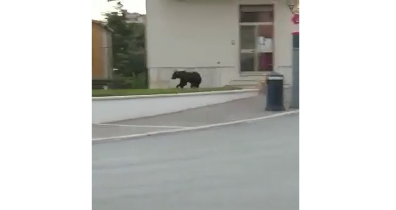 orso pescina