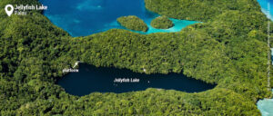 posizione jellyfish lake
