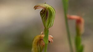 rara orchidea australia