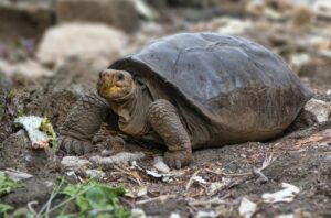 tartaruga galapagos
