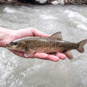 Barbo tiberino