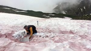alpi neve rossa