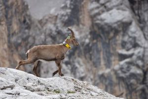 cambiamento climatico e ungulati sulle Alpi