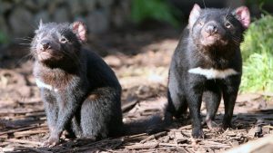diavoli della tasmania