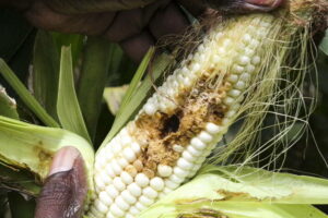 mais parassiti biocontrollo