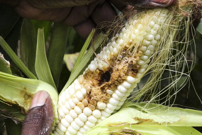 mais parassiti biocontrollo