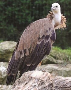 parco zoo falconara grifoni