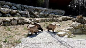 parco zoo falconara grifoni