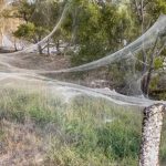 ‘Apocalisse’ in Australia per l’invasione di ragni: le ragnatele hanno ricoperto tutto, come se fosse neve [FOTO & VIDEO]